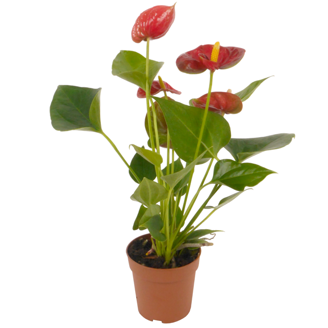 Bild von Flamingoblume 'Sierra' rot 7 cm Topf
