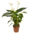 Flamingoblume 'Sierra' weiß 7 cm Topf