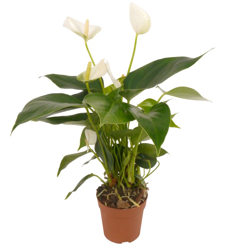 Flamingoblume 'Sierra' weiß 7 cm Topf