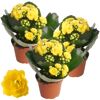 Drei gelbe Kalanchoe-Pflanzen in Töpfen