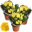 hauptbild