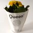 Gelbe Kalanchoe Queen im Topf