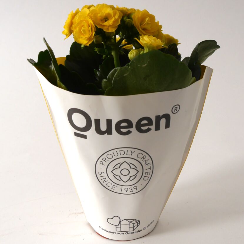 Gelbe Kalanchoe Queen im Topf