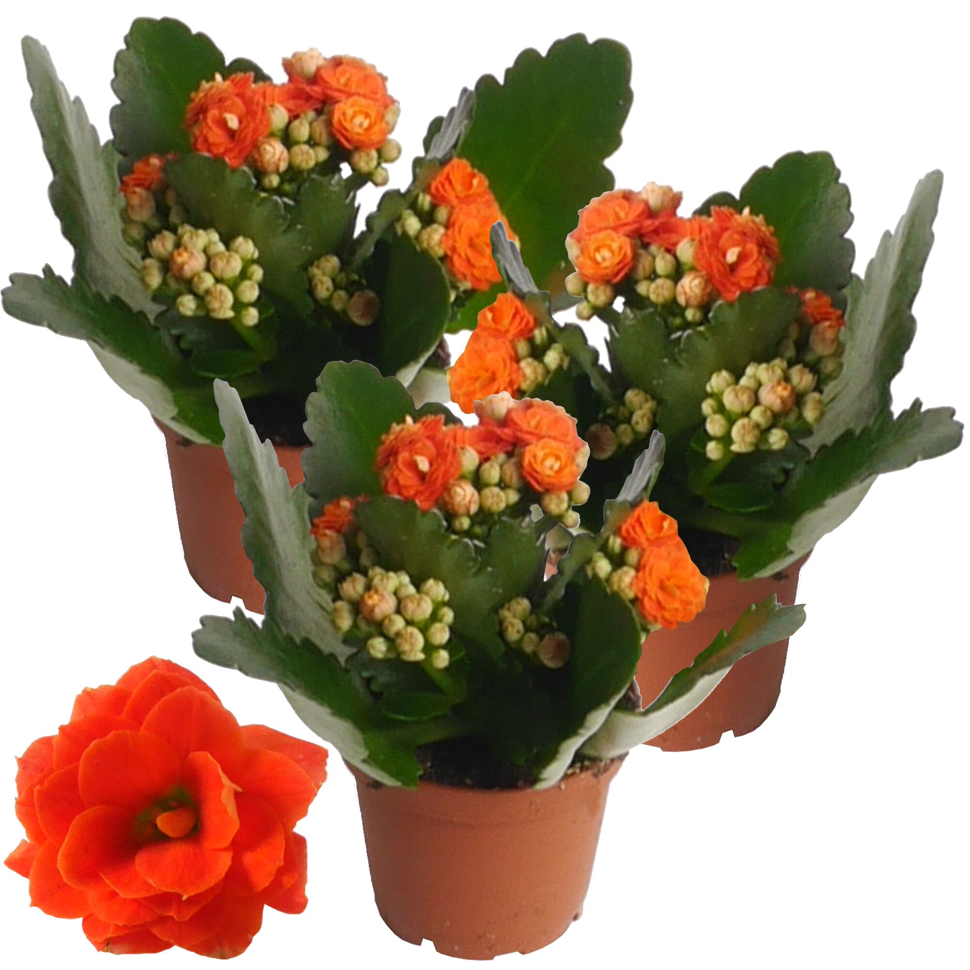 Drei orange Kalanchoe Pflanzen im Topf