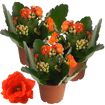hauptbild