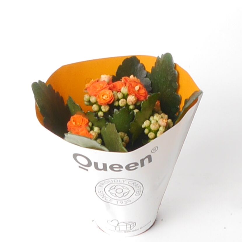 Orangefarbene Kalanchoe-Blüten