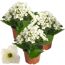 Drei weiße Kalanchoe Pflanzen in braunen Töpfen