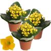 Drei gelbe Kalanchoe-Pflanzen in Töpfen
