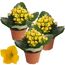 Drei gelbe Kalanchoe-Pflanzen in Töpfen