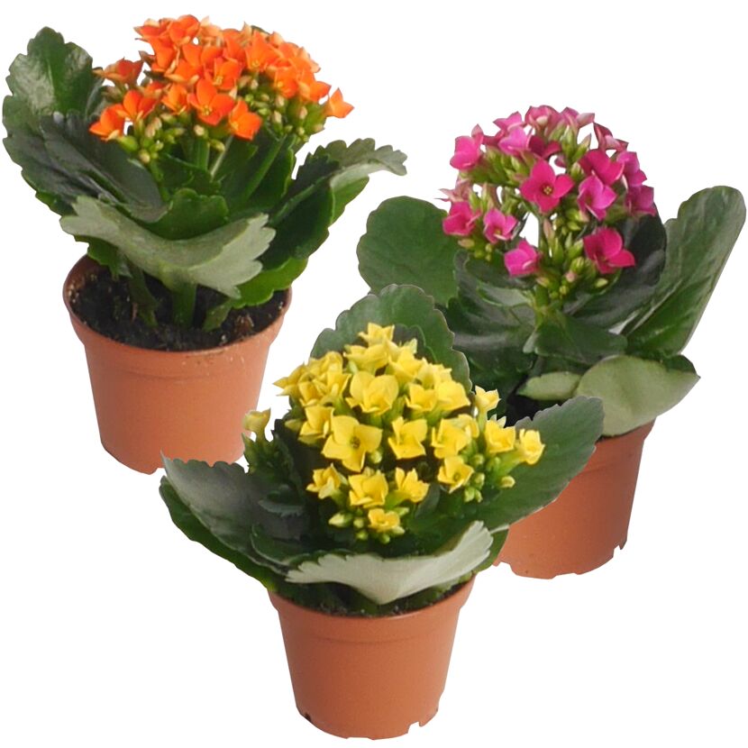 Drei blühende Kalanchoe in verschiedenen Farben.