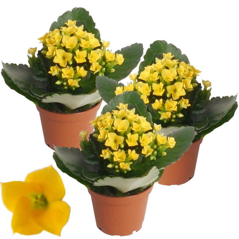 Drei gelbe Kalanchoe-Pflanzen in Töpfen.