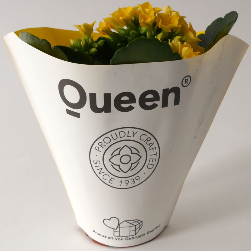 Gelbe Kalanchoe Queen im Topf
