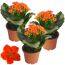 Kalanchoe ungefüllt orange 7 cm Topf, 3er-Set