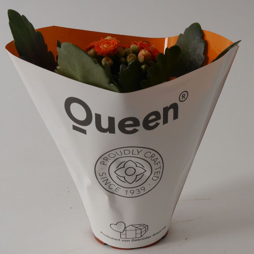 Kalanchoe ungefüllt orange 7 cm Topf, 3er-Set