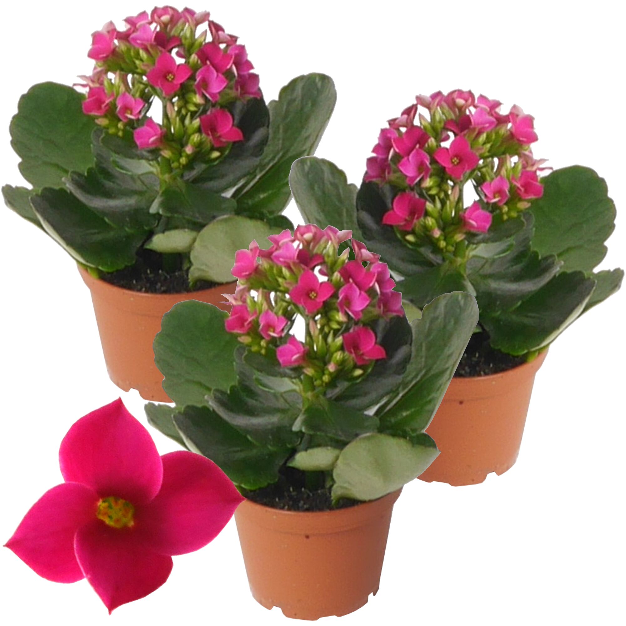 Drei rosa Kalanchoe-Pflanzen in Töpfen