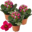 hauptbild
