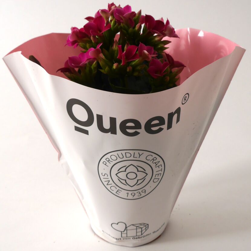 Rosa blühende Kalanchoe Queen im Topf