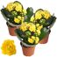 Kalanchoe gefüllt Farbmix 7 cm Topf, 3er-Set
