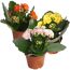 Kalanchoe gefüllt Farbmix 7 cm Topf, 3er-Set
