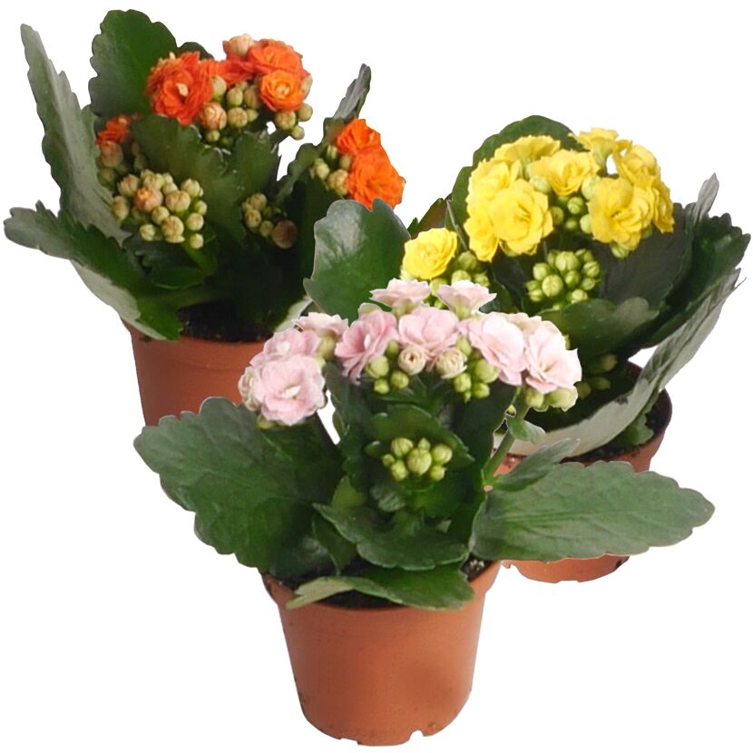 Kalanchoe gefüllt Farbmix 7 cm Topf, 3er-Set