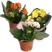 hauptbild