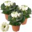 Drei Kalanchoe-Pflanzen mit weißen Blüten in Töpfen