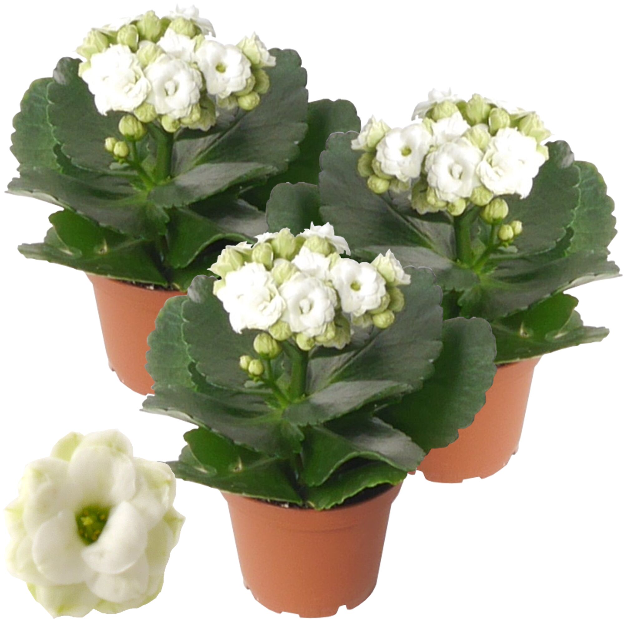 Drei Kalanchoe-Pflanzen mit weißen Blüten in Töpfen