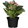 Rosafarbene Kalanchoe im Topf