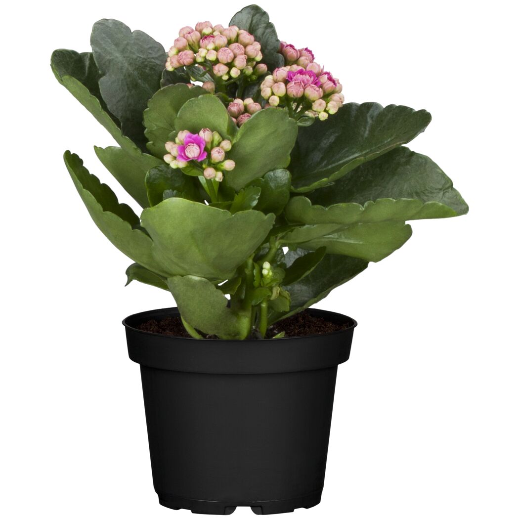 Rosafarbene Kalanchoe im Topf