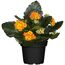 Kalanchoe 'Queen® gefüllt' verschiedene Farben 7 cm Topf