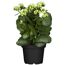 Kalanchoe 'Queen® gefüllt' verschiedene Farben 7 cm Topf