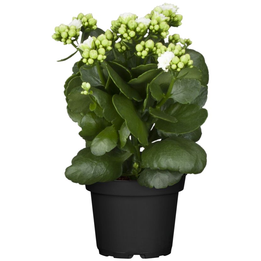 Kalanchoe 'Queen® gefüllt' verschiedene Farben 7 cm Topf