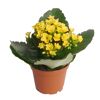 Topfpflanze mit gelben Blüten