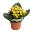 Topfpflanze mit gelben Blüten