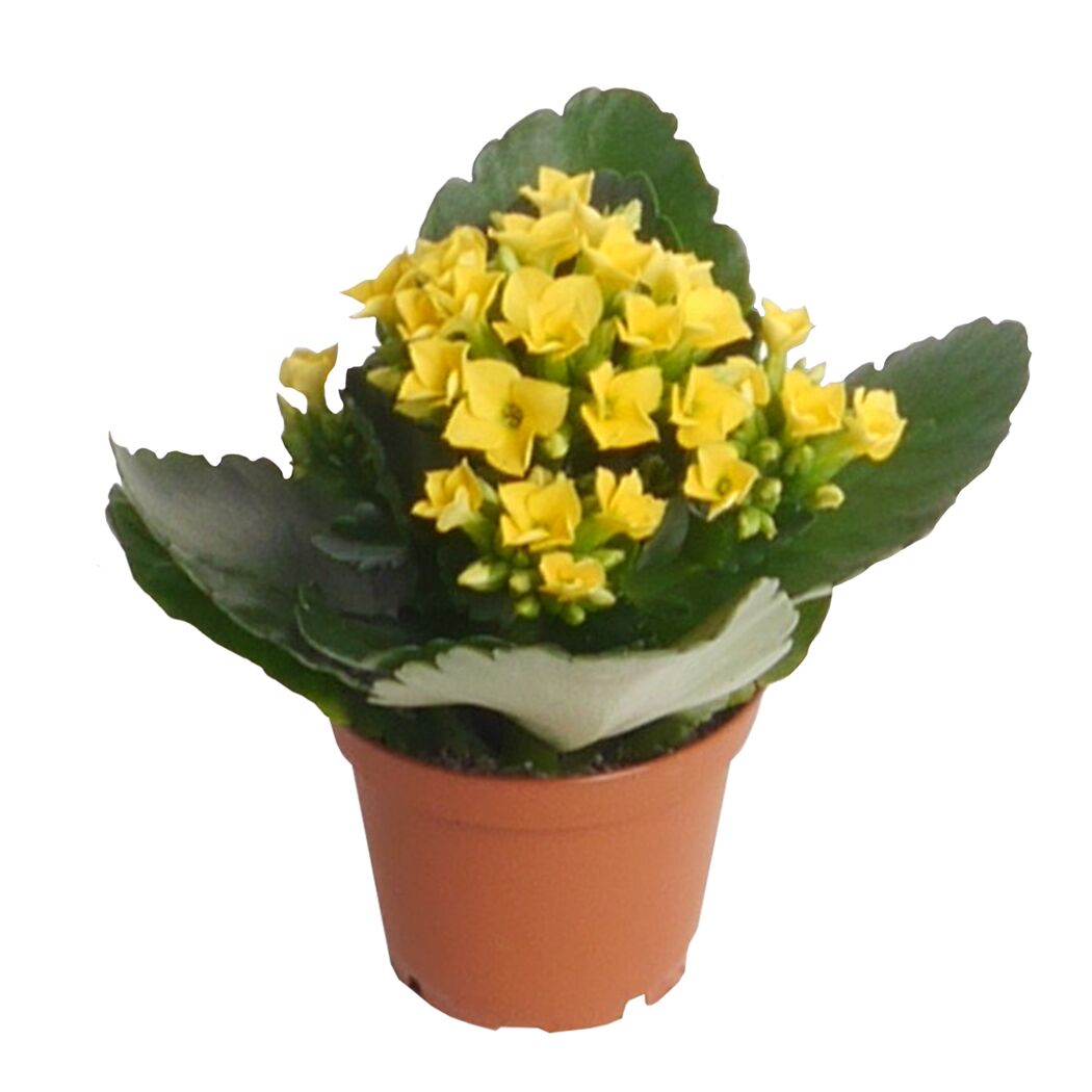 Topfpflanze mit gelben Blüten