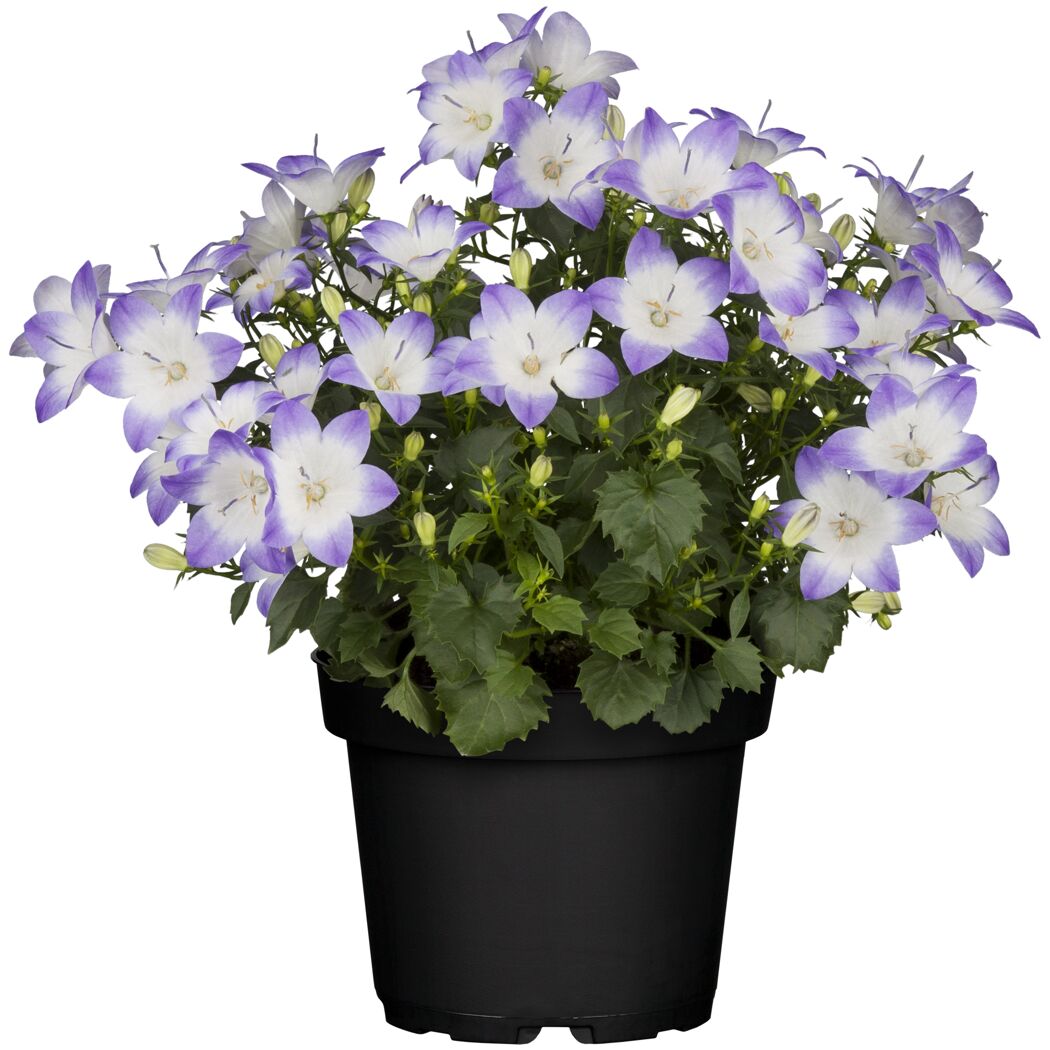 Glockenblume 'Fancy Mee®/Like Mee®' blau weiß 10,5 cm Topf