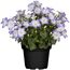 Glockenblume 'Fancy Mee®/Like Mee®' blau weiß 10,5 cm Topf