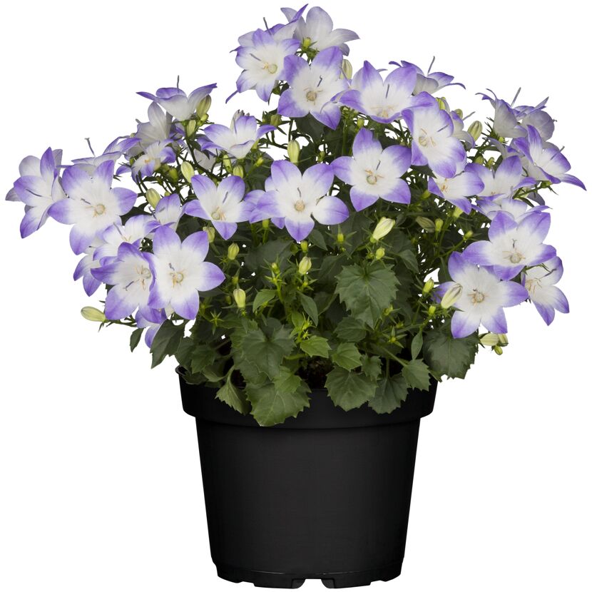 Glockenblume 'Fancy Mee®/Like Mee®' blau weiß 10,5 cm Topf