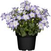 hauptbild