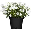 Glockenblume 'Fancy Mee®/Like Mee®' blau weiß 10,5 cm Topf