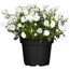 Glockenblume 'Fancy Mee®/Like Mee®' blau weiß 10,5 cm Topf