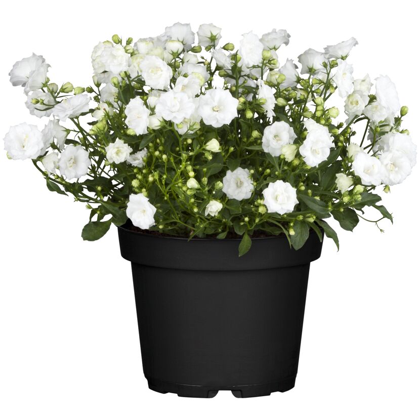 Glockenblume 'Fancy Mee®/Like Mee®' blau weiß 10,5 cm Topf