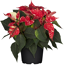 Fairtrade Weihnachtsstern rot weiße Punkte 17 cm Topf