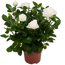 Topfrose weiß 13 cm Topf
