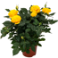 Topfrose gelb 13 cm Topf