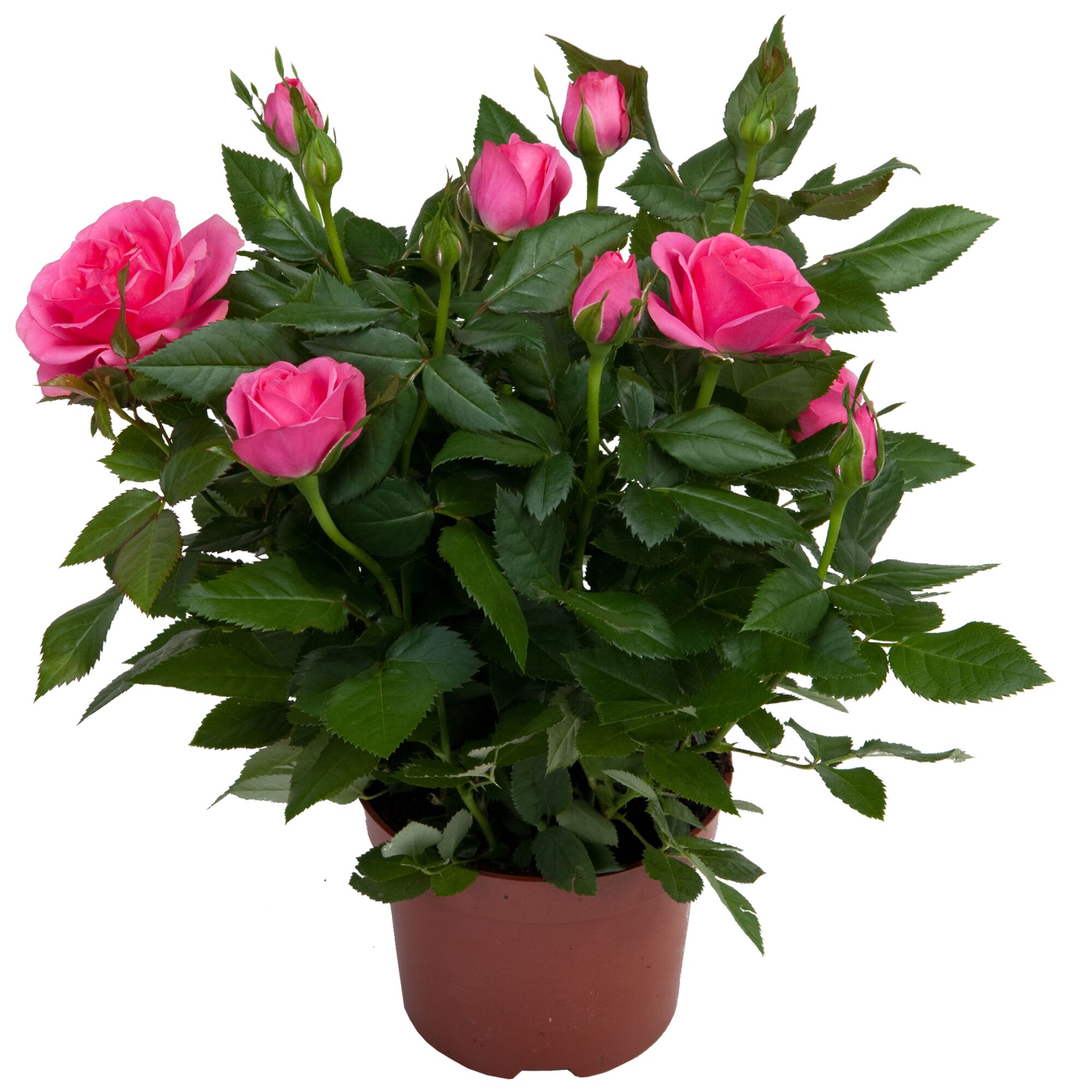 Topfrose mit rosa Blüten und grünen Blättern