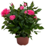 Topfrose rosa 13 cm Topf
