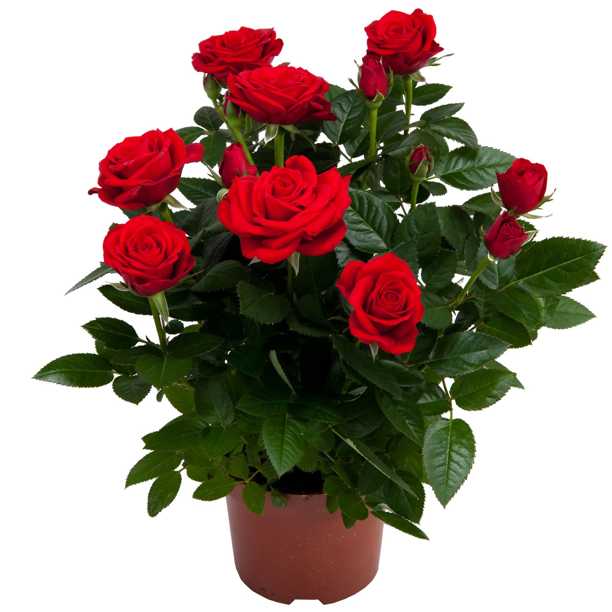 Topfrose mit roten Blüten und grünen Blättern