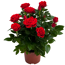 Topfrose rot 13 cm Topf