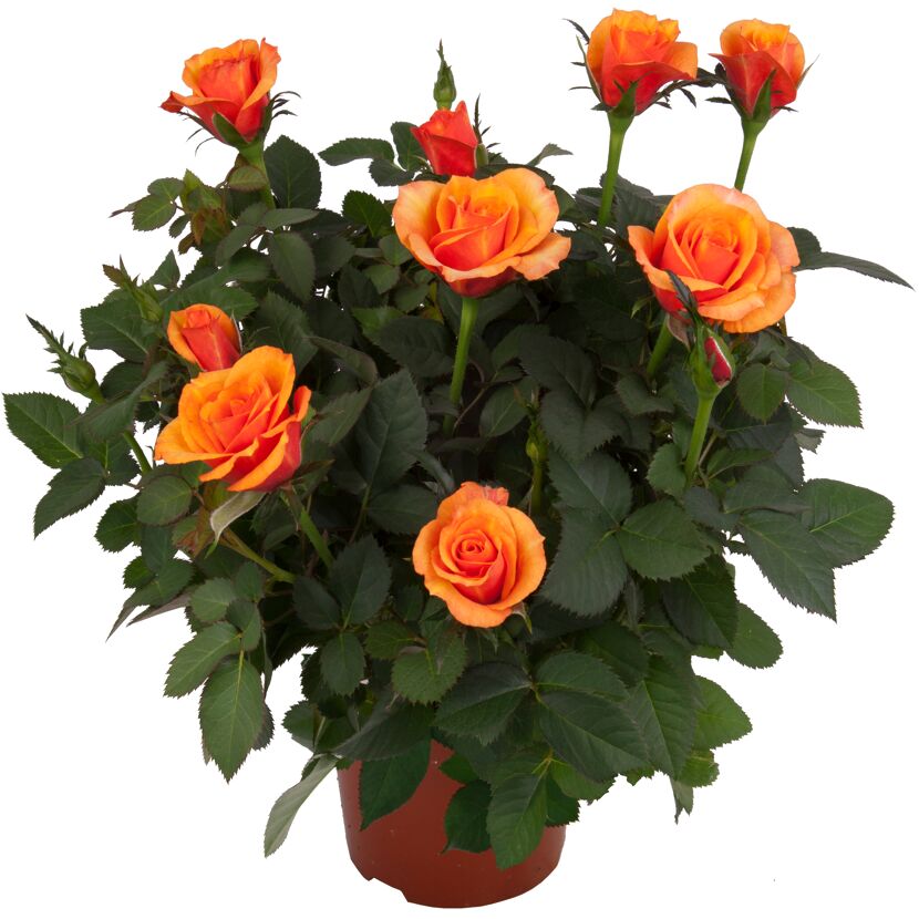 Topfrose mit orangen Blüten